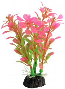 Растение "Альтернантера" розовая